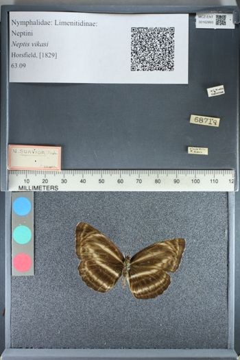 Media type: image;   Entomology 162893